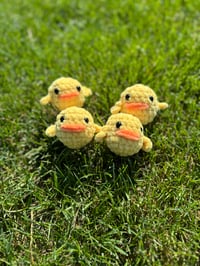 Image 1 of Baby Chick