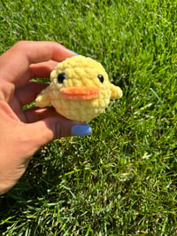 Image 3 of Baby Chick