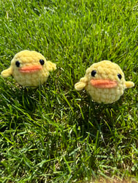 Image 2 of Baby Chick