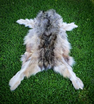 Image of Wolf Skin