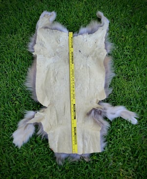 Image of Wolf Skin