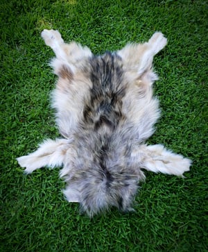 Image of Wolf Skin