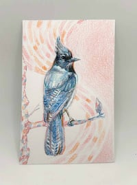 Image 1 of You're Stellar – stellar's jay color pencil drawing