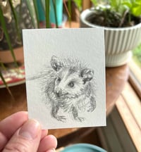Image 2 of Little Peewee – baby opossum graphite drawing