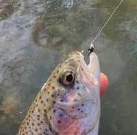 Image 3 of Black Thread Frenchie