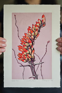 Image 2 of Ocotillo, Variant 2