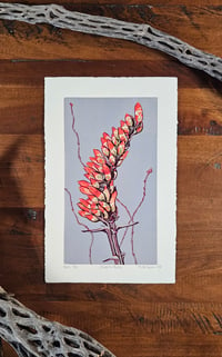 Image 1 of Ocotillo, Variant 1