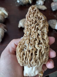 Image 2 of Giant Natural Morel Mushrooms