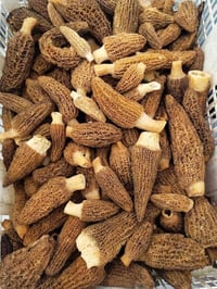 Image 4 of Giant Natural Morel Mushrooms