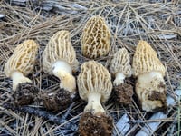 Image 1 of Giant Natural Morel Mushrooms