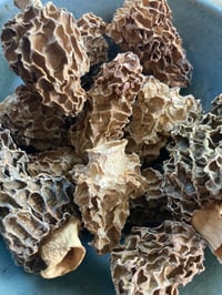 Image 5 of Giant Natural Morel Mushrooms