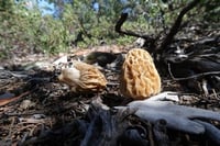 Image 3 of Giant Natural Morel Mushrooms