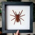 Large! The Goliath birdeater Image 2