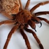 Large! The Goliath birdeater