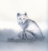 ARCTIC FOX - Original