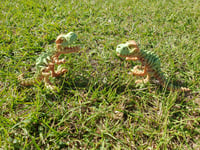 Image 1 of Medium Skeleton T-rex