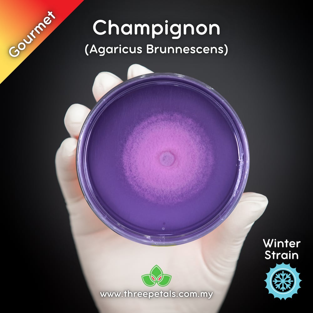 Champignon (Agaricus Brunnescens) Live Mycelium Mushroom Culture Spawn Seed