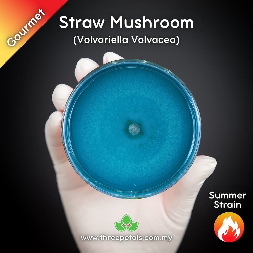 Straw Mushroom (Volvariella Volvacea) Live Mycelium Mushroom Culture Spawn Seed