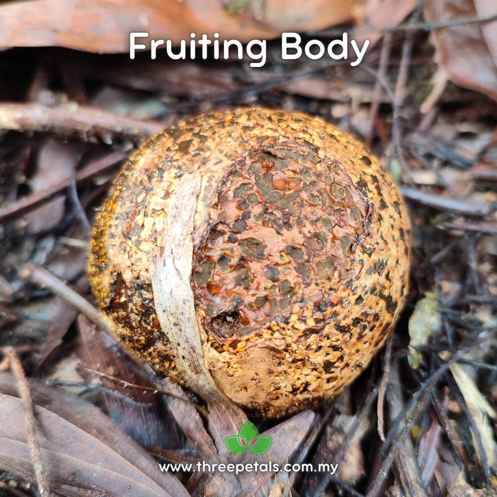 Dyeball (Pisolithus Arhizus) Live Mycelium Mushroom Culture Spawn Seed
