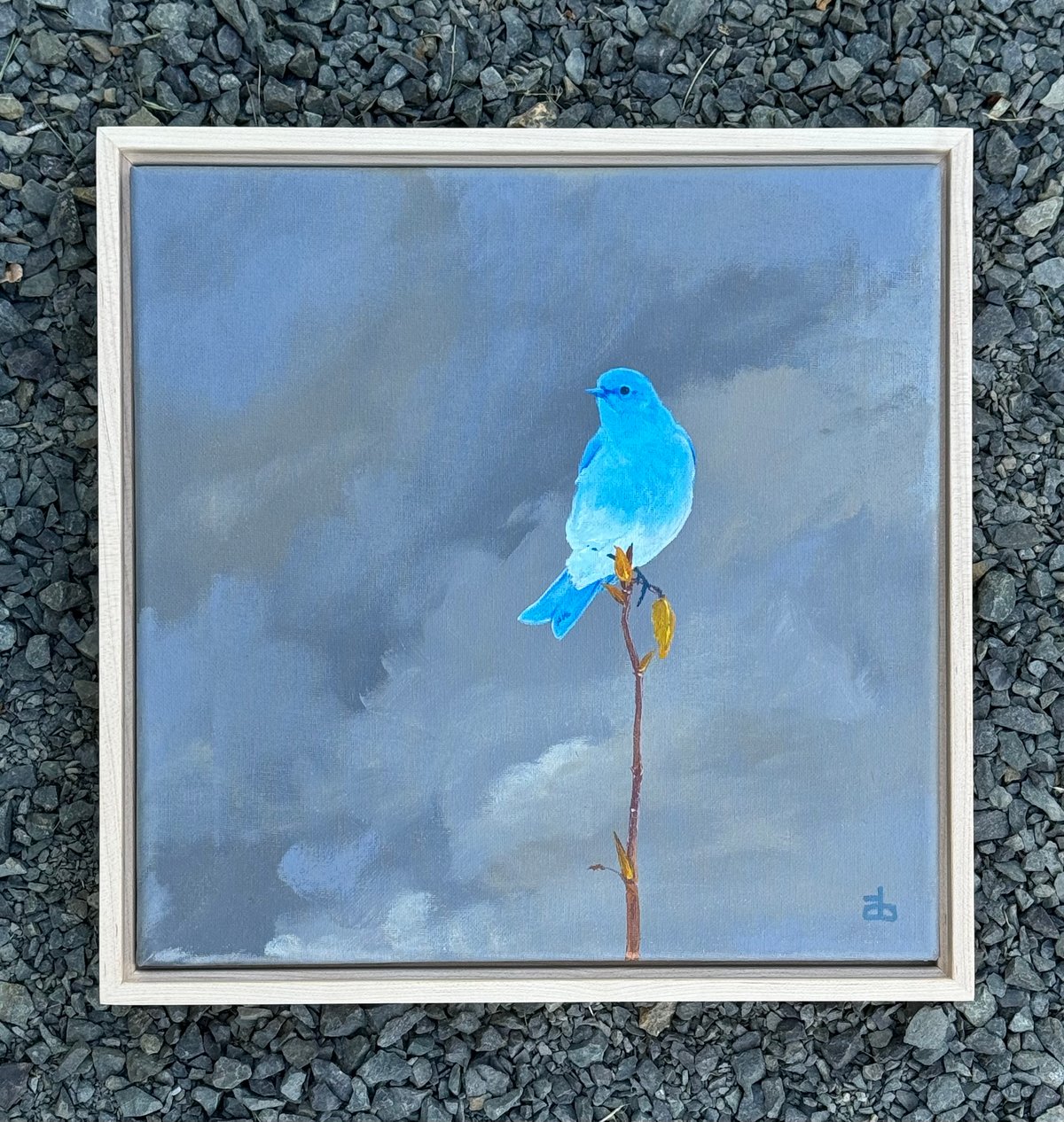 Image of Mountain Bluebird #2