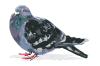 Image 1 of Short Pigeon Sticker