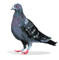 Image 1 of Tall Pigeon Sticker