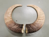 Image 1 of Large Urial Sheep Horn Replicas