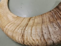 Image 2 of Large Urial Sheep Horn Replicas