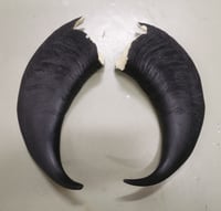 Image 1 of Himalayan Tahr Replica Horns