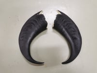 Image 4 of Himalayan Tahr Replica Horns