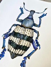 Image 9 of Weevil Beetle Watercolor Illustration PRINT 