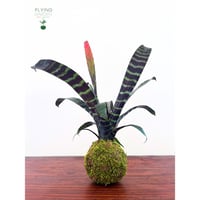 Image 3 of KOKEDAMA VRIESEA