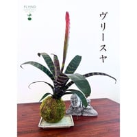 Image 2 of KOKEDAMA VRIESEA