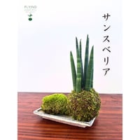 Image 2 of KOKEDAMA SANSEVIERA TUBOLARE (SMALL)