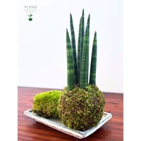 Image 3 of KOKEDAMA SANSEVIERA TUBOLARE (SMALL)