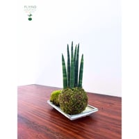 Image 4 of KOKEDAMA SANSEVIERA TUBOLARE (SMALL)