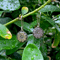 Image of Flower Earrings