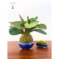 Image 3 of KOKEDAMA PEPEROMIA