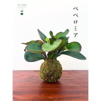 Image 2 of KOKEDAMA PEPEROMIA