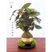 Image 2 of KOKEDAMA SYNGONIUM