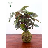 Image 3 of KOKEDAMA SYNGONIUM