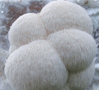 Image 2 of Lion's Mane Mushroom Supplement