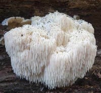 Image 3 of Lion's Mane Mushroom Supplement