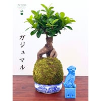 Image 2 of KOKEDAMA FICUS RETUSA BONSAI (XL)