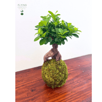 Image 3 of KOKEDAMA FICUS RETUSA BONSAI (XL)