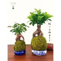 Image 4 of KOKEDAMA FICUS RETUSA BONSAI (XL)