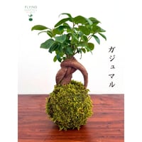 Image 2 of KOKEDAMA FICUS RETUSA BONSAI (SMALL)