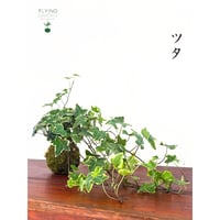 Image 2 of KOKEDAMA EDERA (XL)