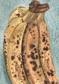 Image 2 of Bananas 