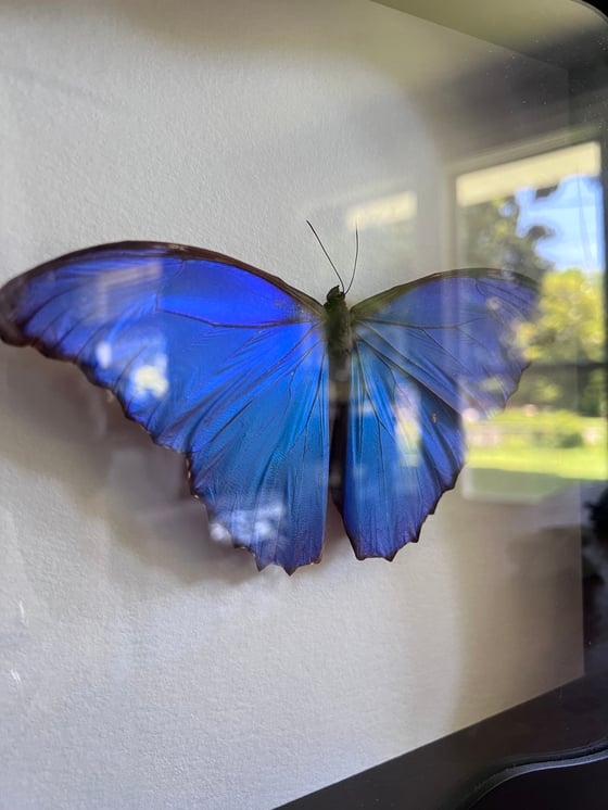 Image of Blue Morpho Butterfly
